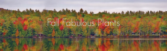 Fall Plants
